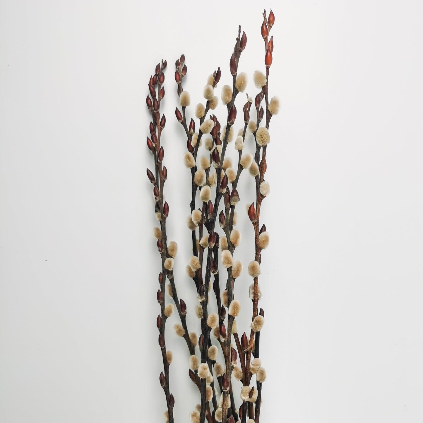 Pussy Willow 6Ft - Natural (9-10 Stalks)