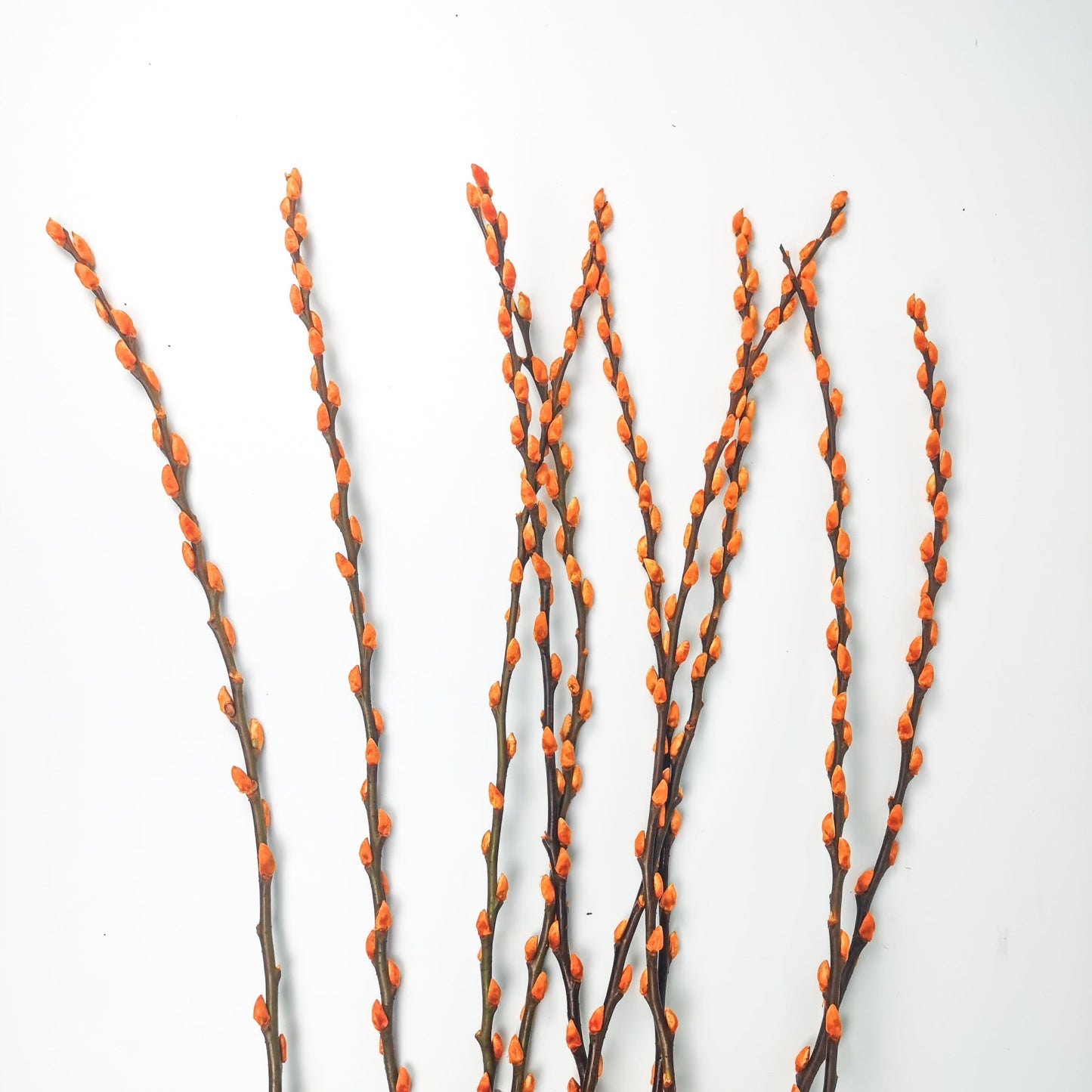 Pussy Willow 6Ft - Gold (9-10 Stalks)