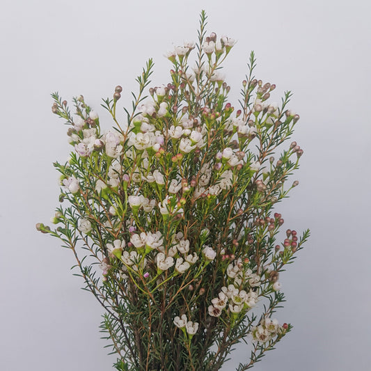 Fresh Cut Flowers at Floristika