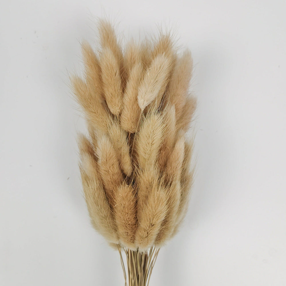Preserved Rabbit Tail (Imported) - Natural