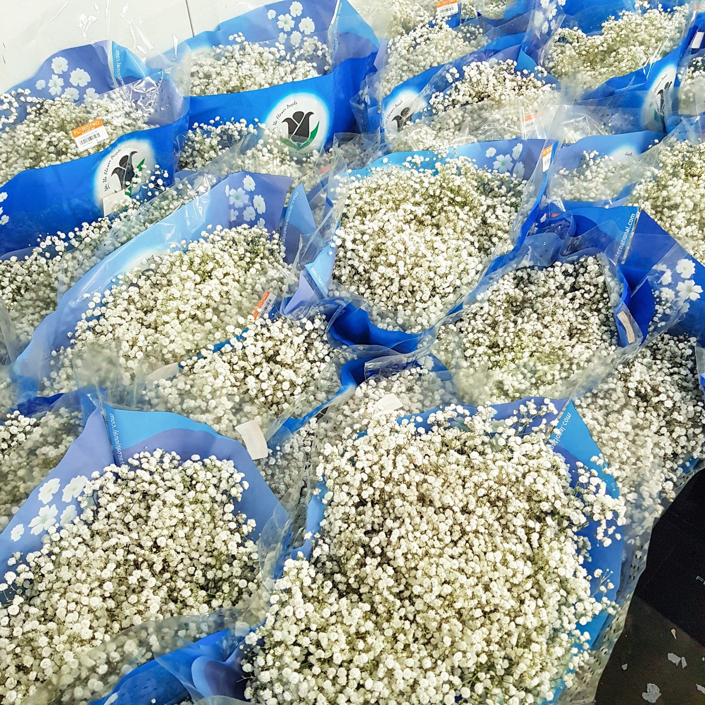 Gypsophilla Baby Breath 25st - White