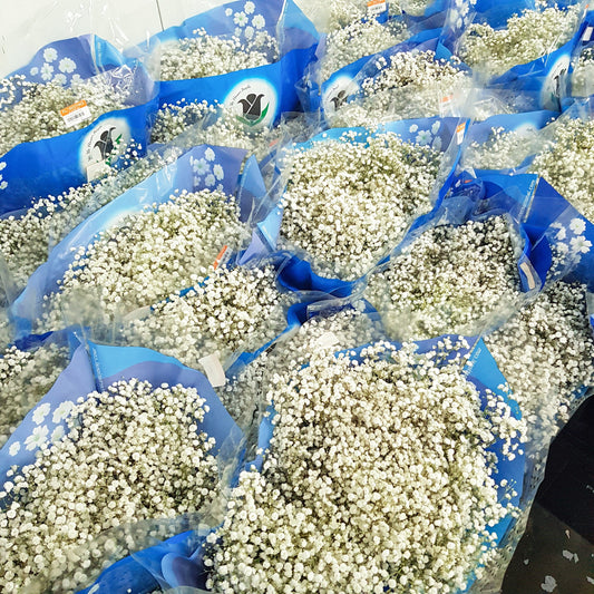 Gypsophilla Baby Breath 25st - White