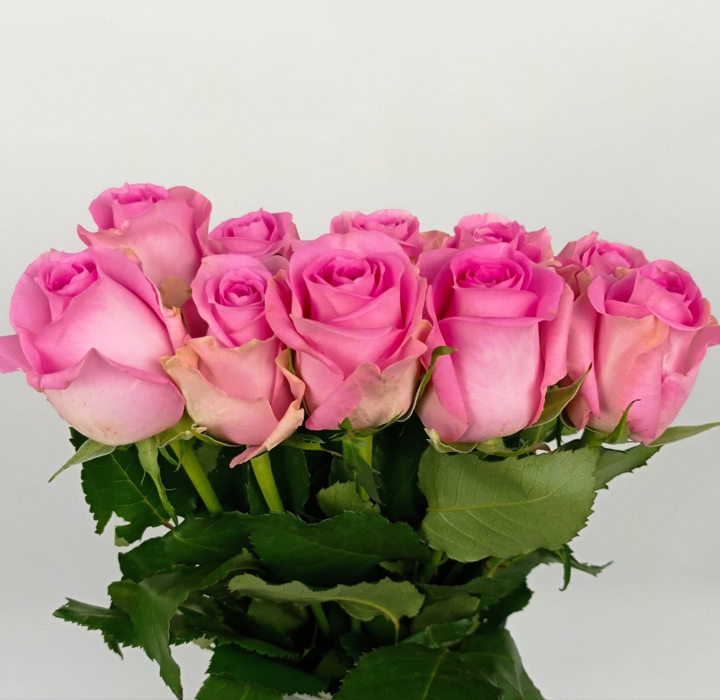 Rose 40cm - Pink