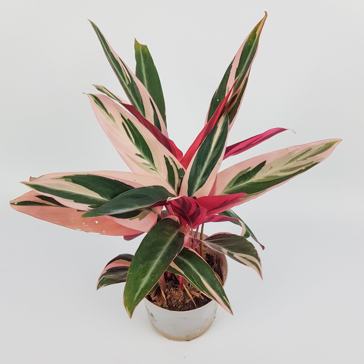 Stromanthe Triostar (P120)