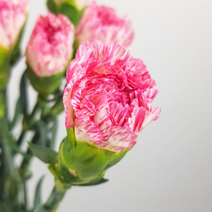 Carnations (Imported) - White/Pink Line