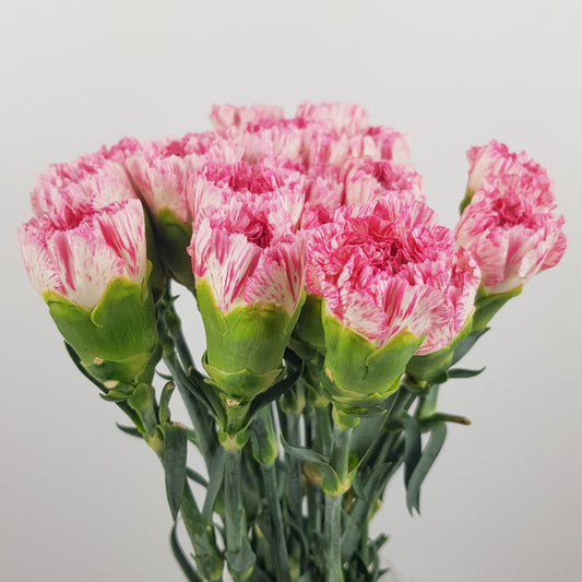 Carnation - White/Pink Line
