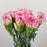 Carnations (Imported) - White/Pink Line