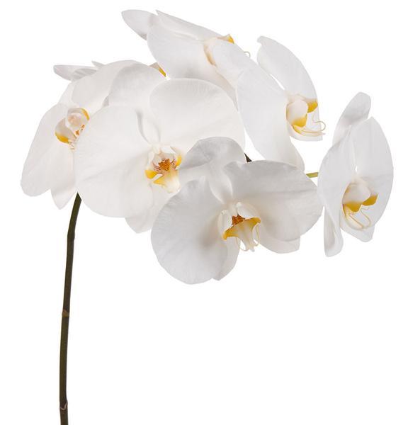 Phalaenopsis | Floristika Malaysia