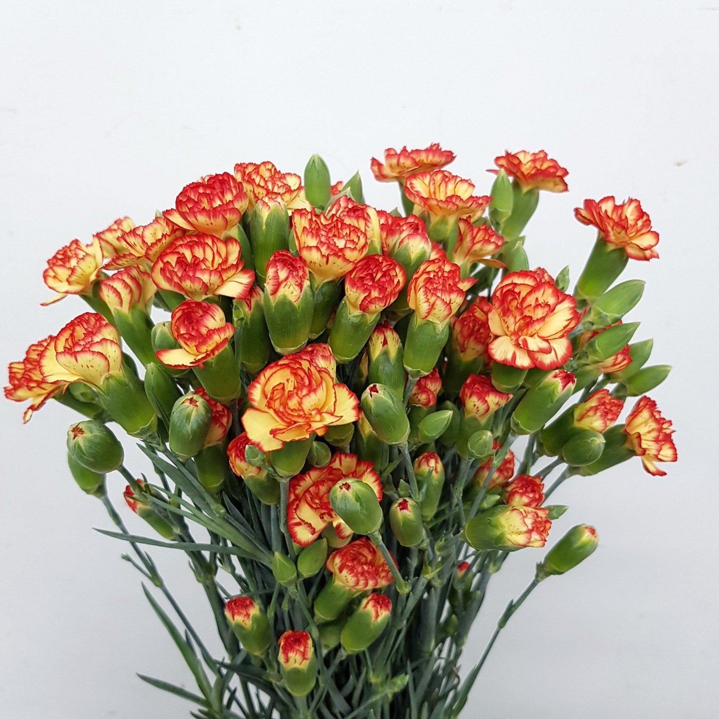 2 Tone Yellow Orange Spray Carnation for Mum.