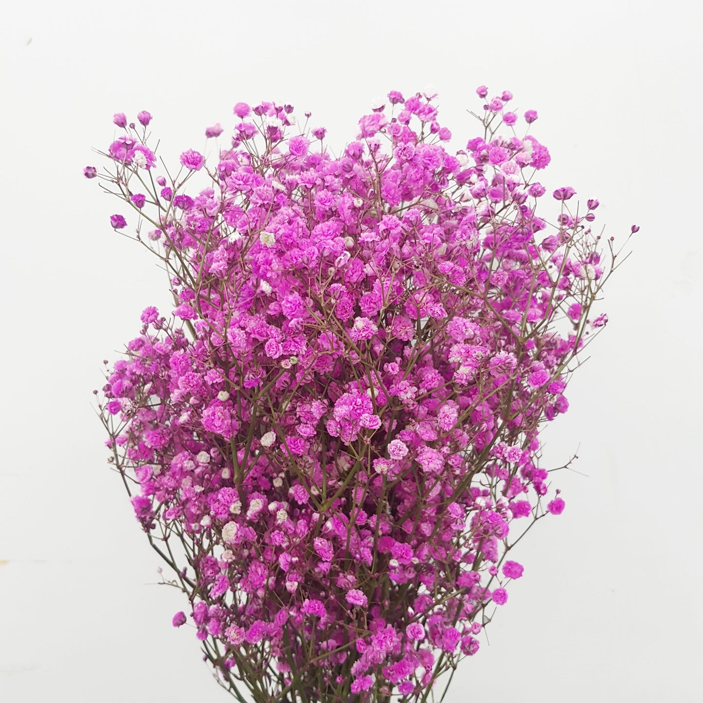 Gypsophila Million Star - Shocking Pink