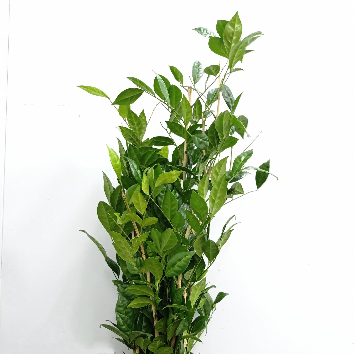 Jasmine Muraya Leaf