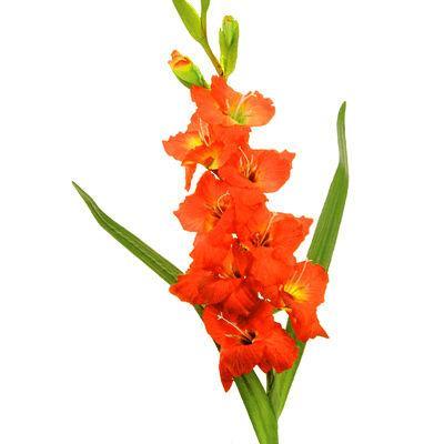 Gladioulus CNY - Orange