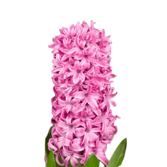 Hyacinthus (Pot 7cm) - 1 bulb
