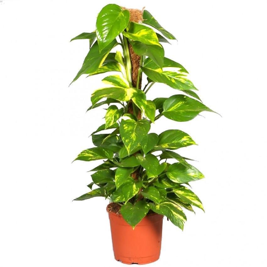 Pot Money Plant 5Ft - 2 Tone Green