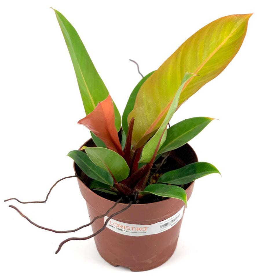 orange congo philodendron Philodendron Orange Congo