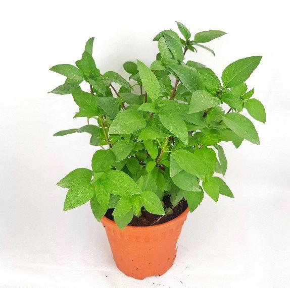 Pot Thai Basil - Green