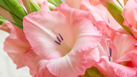 Close-up of vibrant pink gladiolus blooms, making them beautiful and meaningful flowers for birthdays.