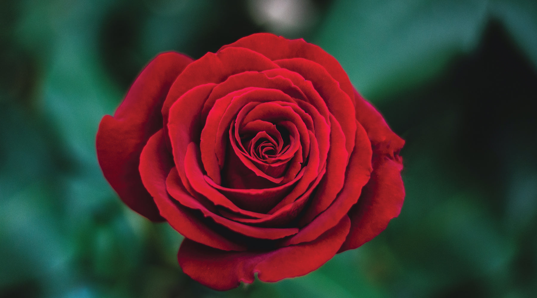 Red roses remain top choice on Valentine’s Day