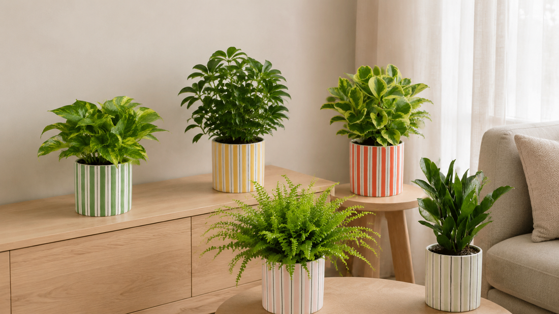 Which Indoor Plant Matches Your Lifestyle?