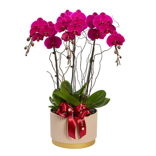 Vibrant magenta Phalaenopsis orchids presented in a ribbed pot and a red satin bow as a gift.