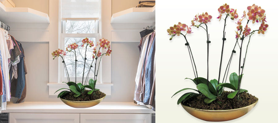Simple Indoor Pot Plant Arrangement
