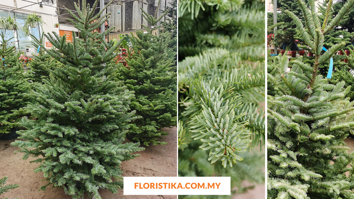 Make Christmas 2023 Magical with Our Real Christmas Trees and Decorations!