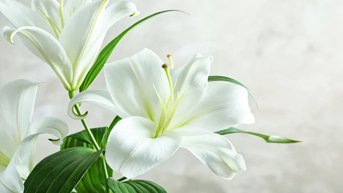 Picking the Right Bouquet of Lilies for Any Occasion