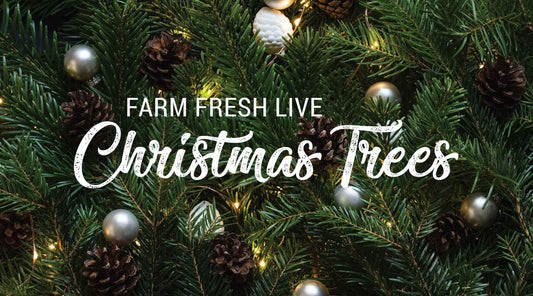 Xmas Tree Decorating Inspiration