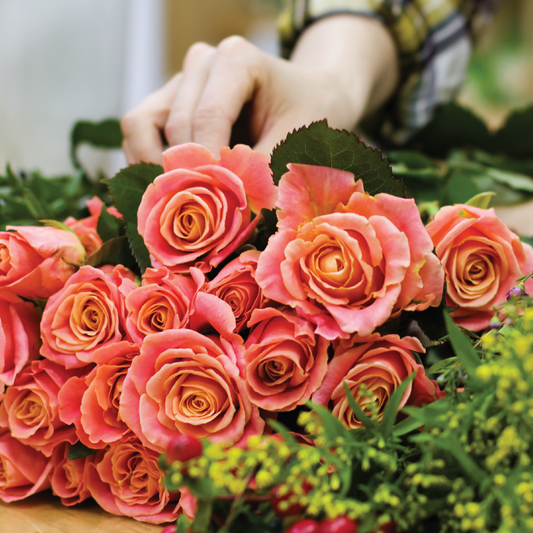 Flower Focus : Rose