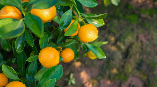 Four season lime care