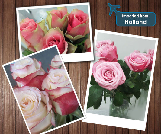 Imported Fresh Flower From Holland