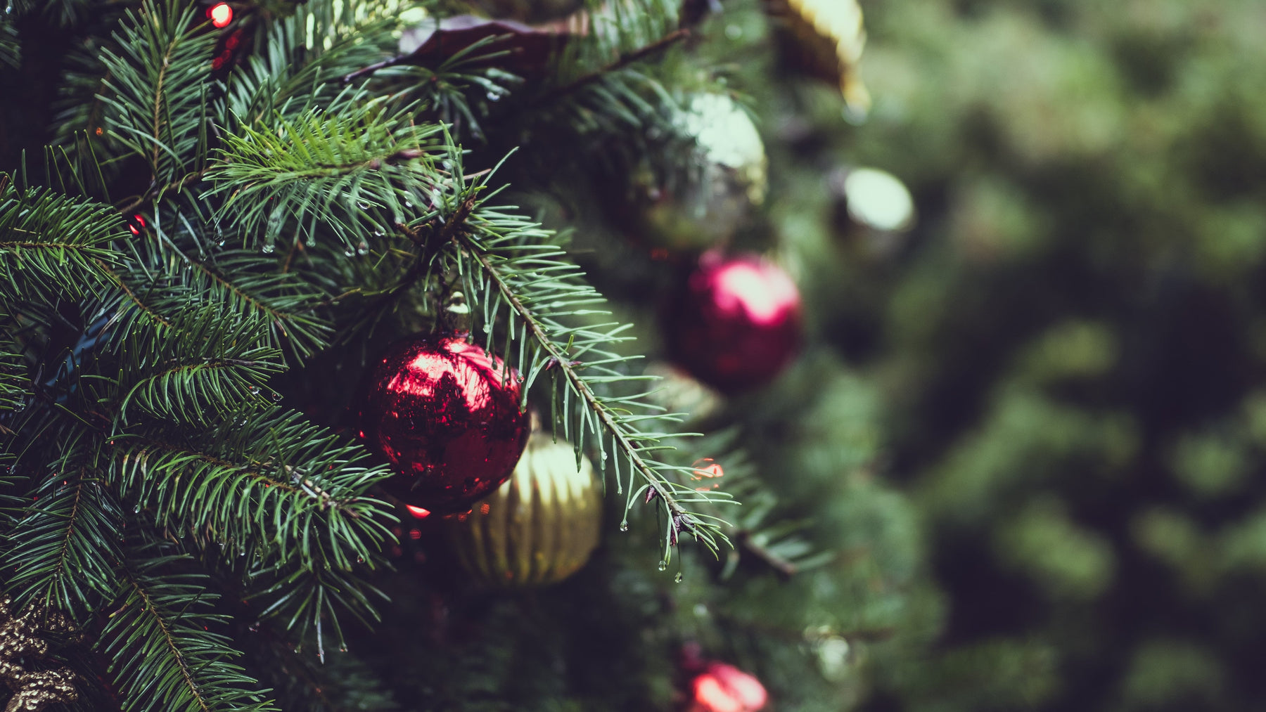 Where To Buy Christmas Trees in Malaysia