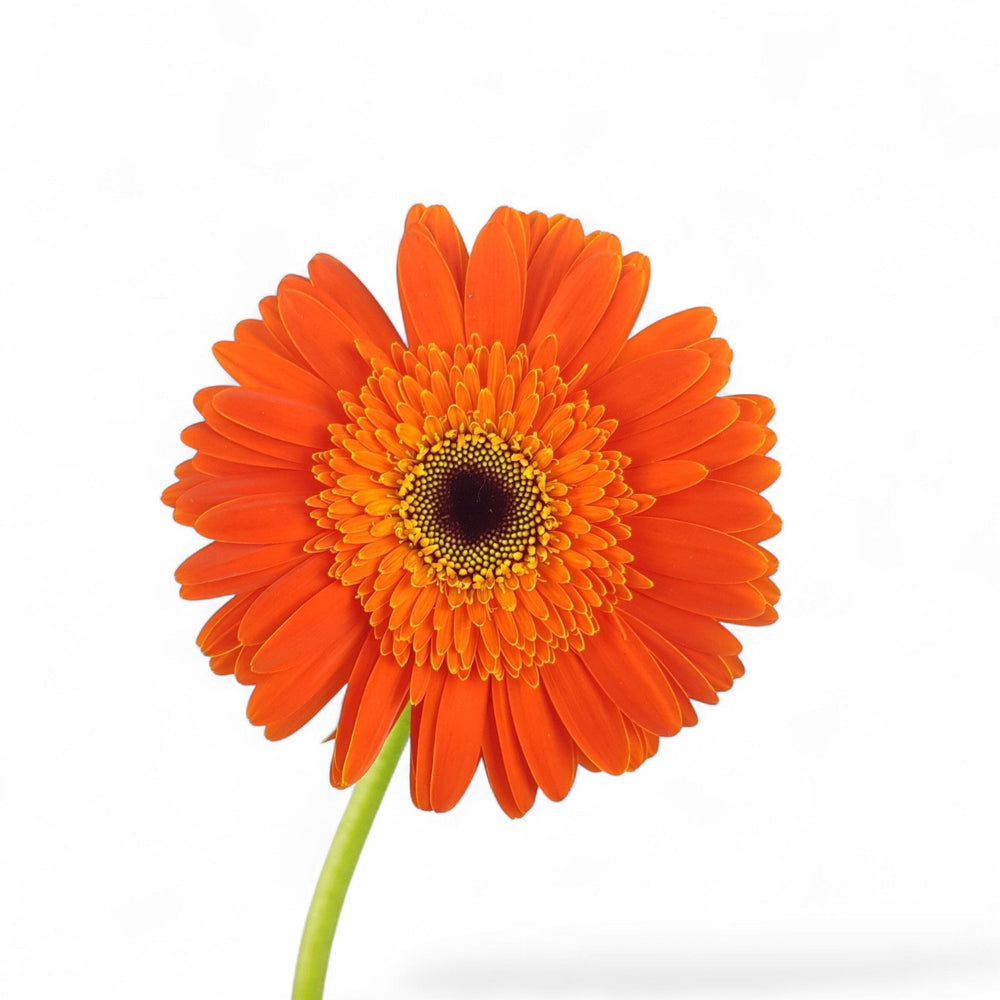 Gerbera - Orange