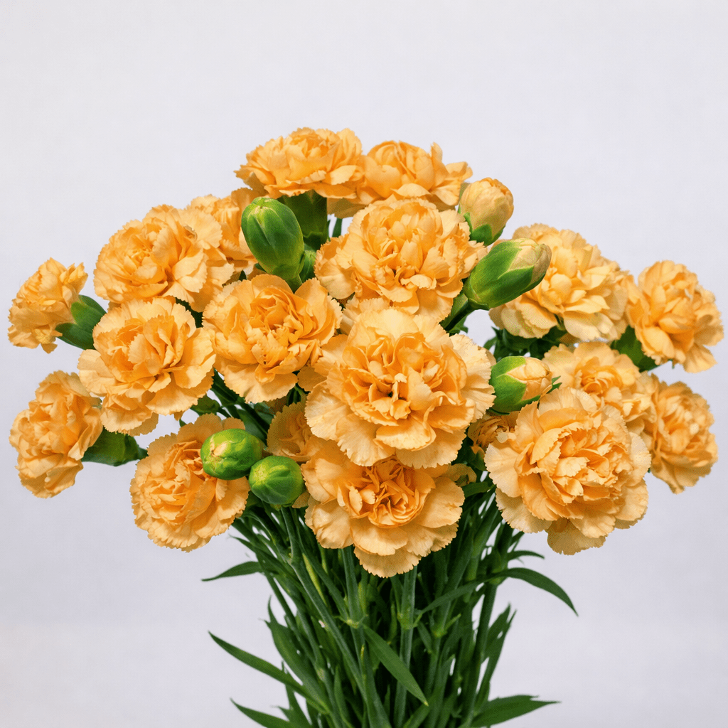 Mother's Day Spray Carnation - 2 Tone Orange (18-20 Stems)