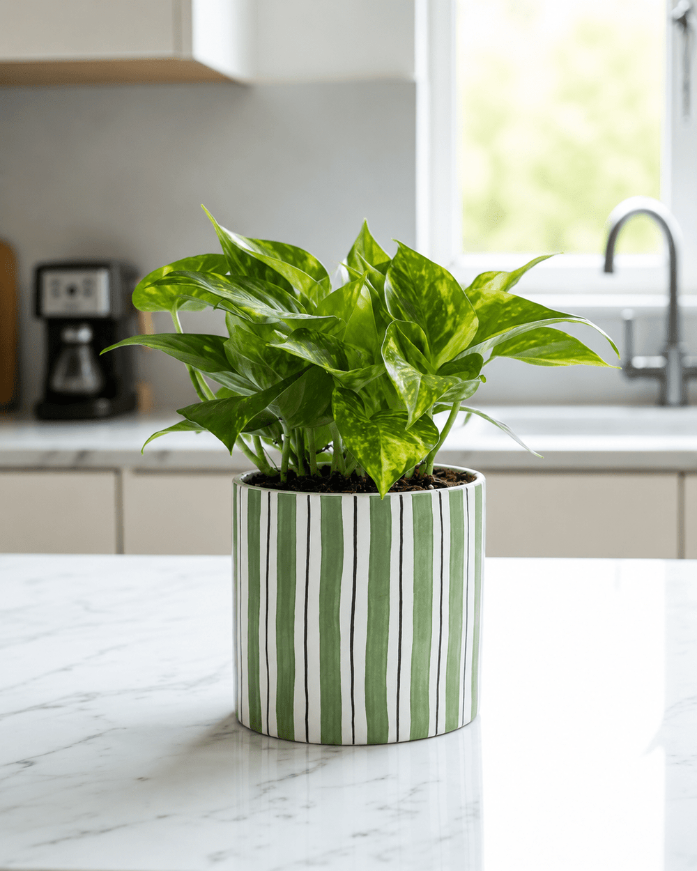Money Plant Arrangement - Dark Green Ceramic Pot