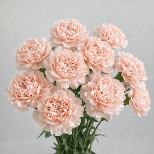 Mother's Day Spray Carnation - Champagne (18-20 Stems)