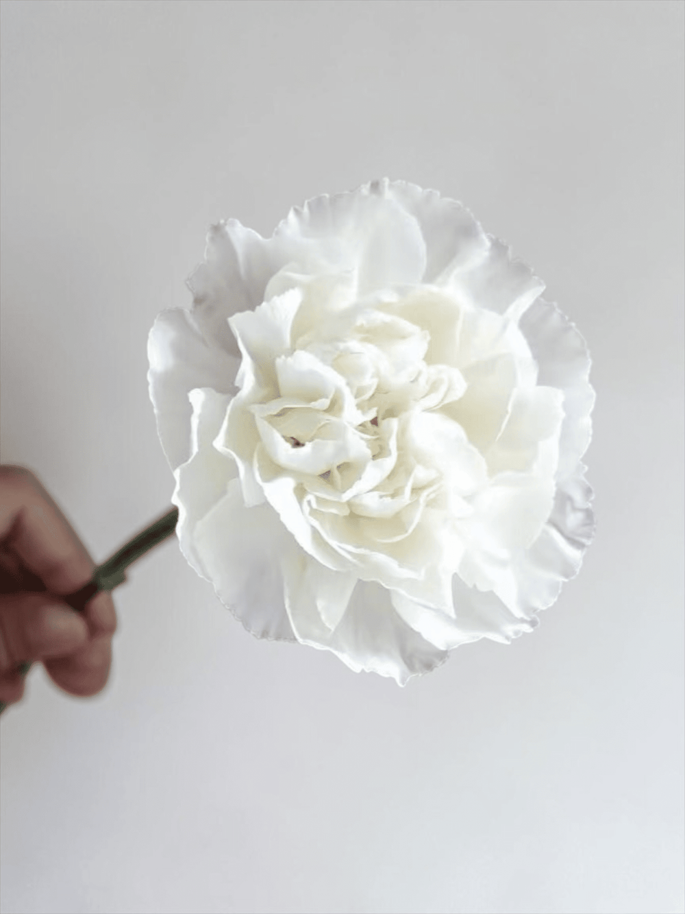 Mother's Day Carnation - White (18-20 Stems)