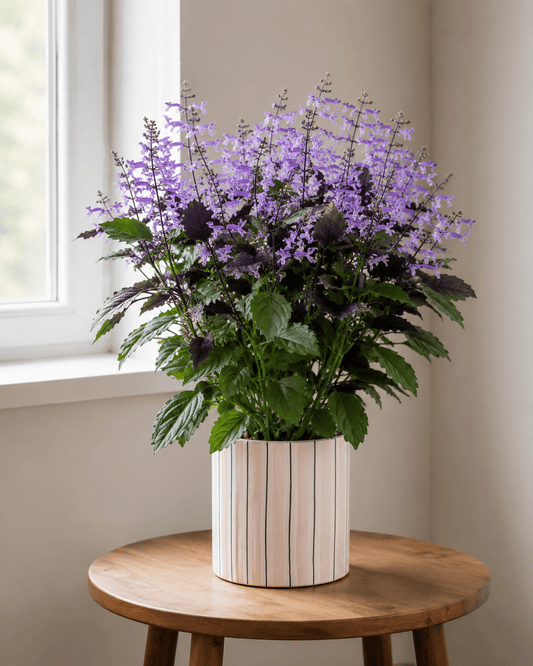 Purple Ajuga Arrangement - Pink Ceramic Pot