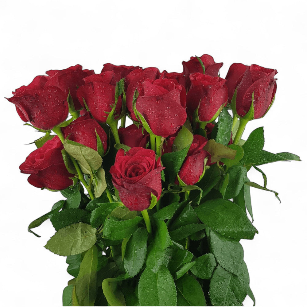 Rose - Red (20 Stems)