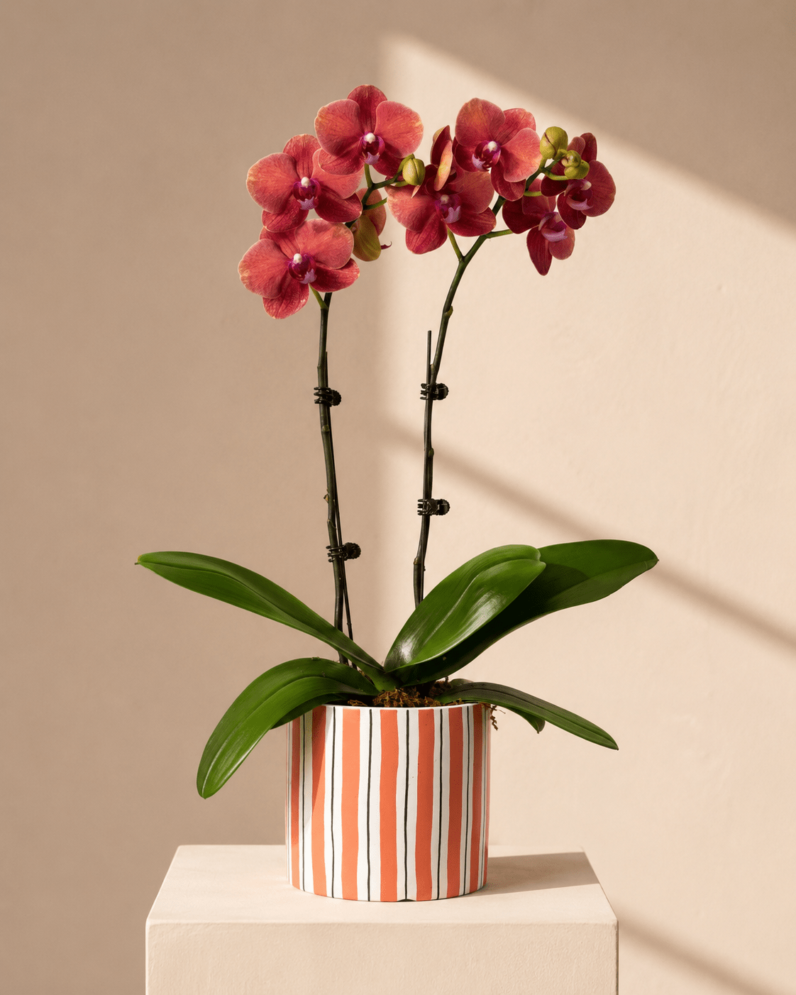 Orange Mini Phalaenopsis Orchid Arrangement - Orange Ceramic Pot