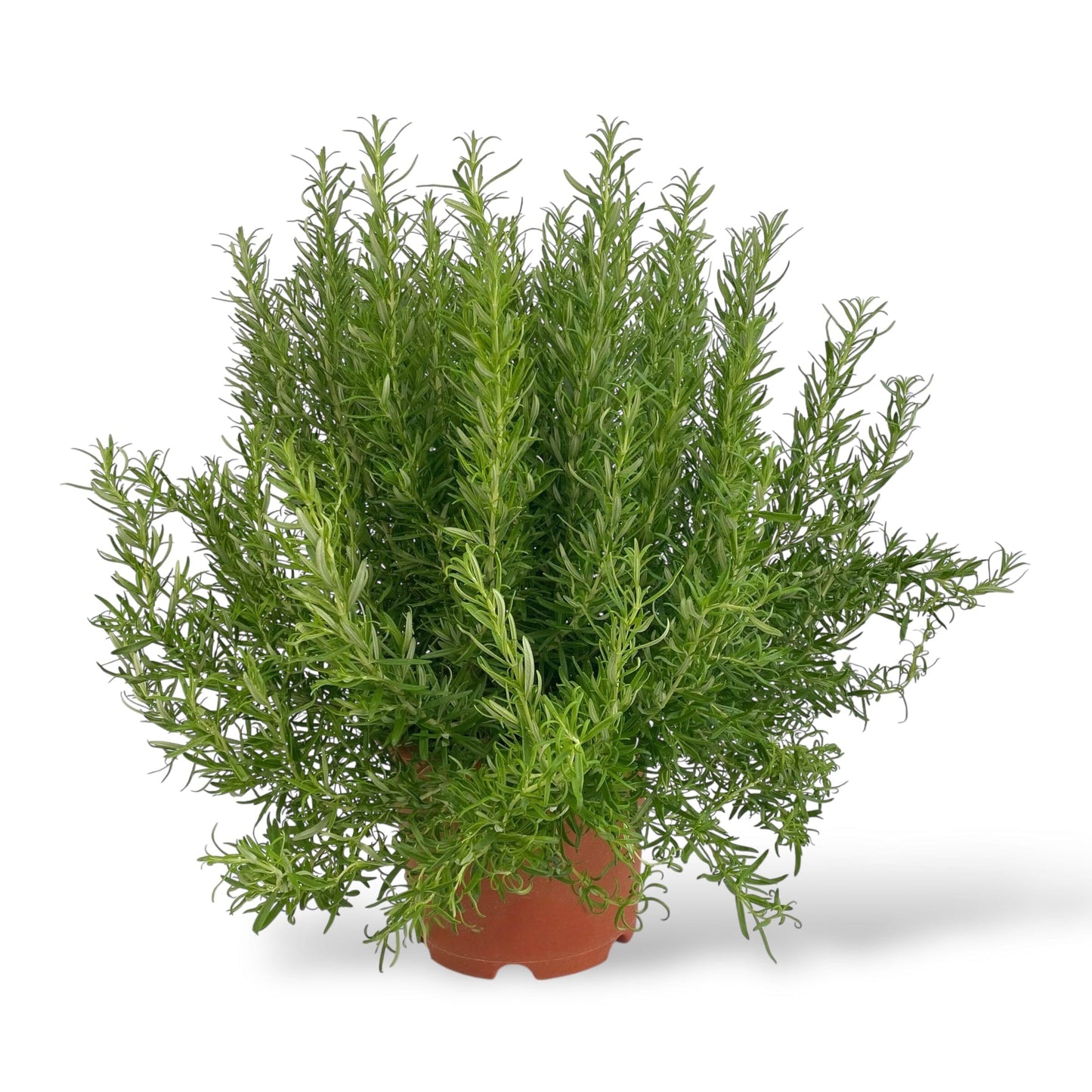 Pot Rosemary Large