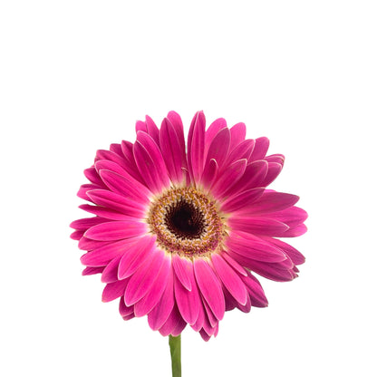 Gerbera - Shocking Pink
