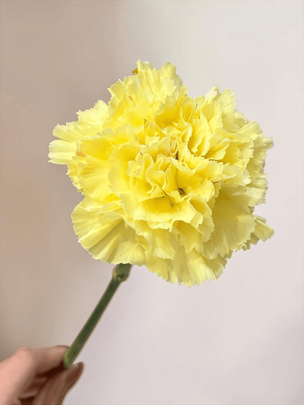 Mother's Day Carnation - Yellow (18-20 Stems)