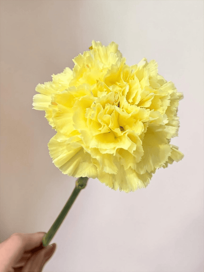 Mother's Day Carnation - Yellow (18-20 Stems)