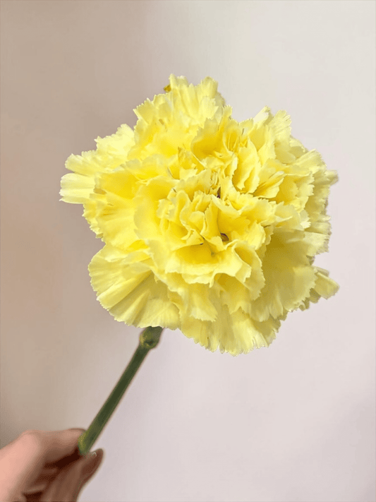 PRE-ORDER Mother's Day Carnation - Yellow (18-20 Stems)