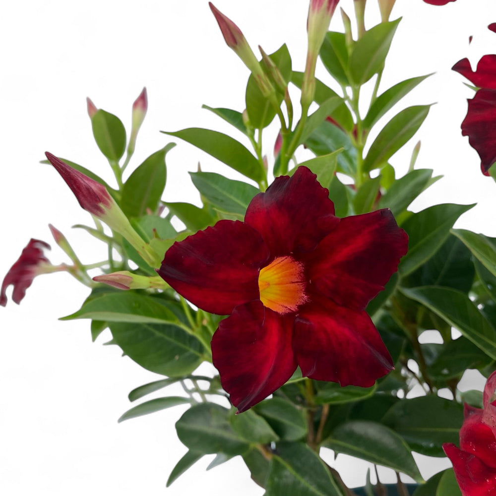 Pot Brazillian Jasmine #1 Gallon