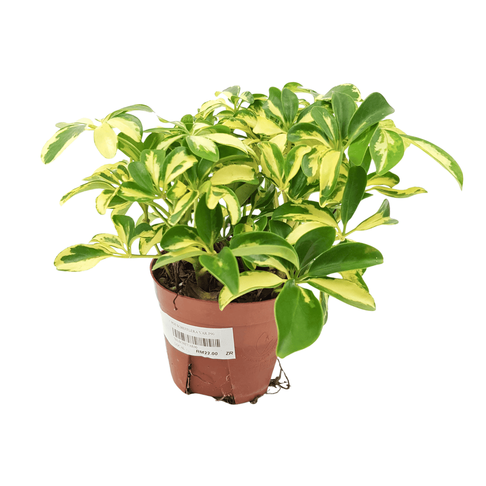 Schefflera Variegated (P120)