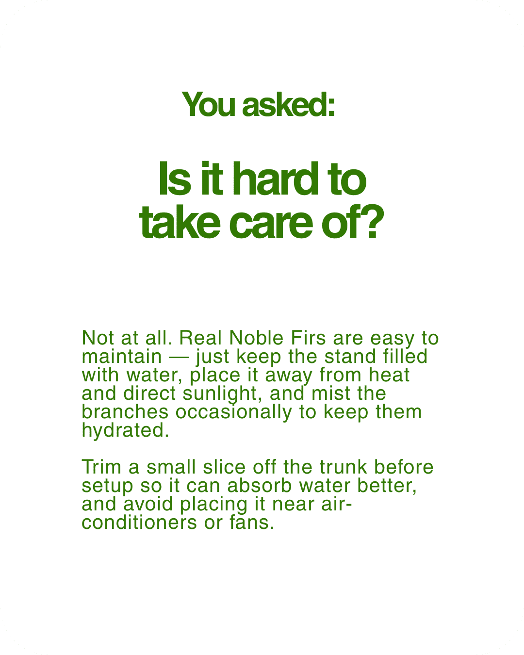 Real Christmas Tree (6/7 Ft. / 175 - 200cm) - Premium Grade Noble Fir