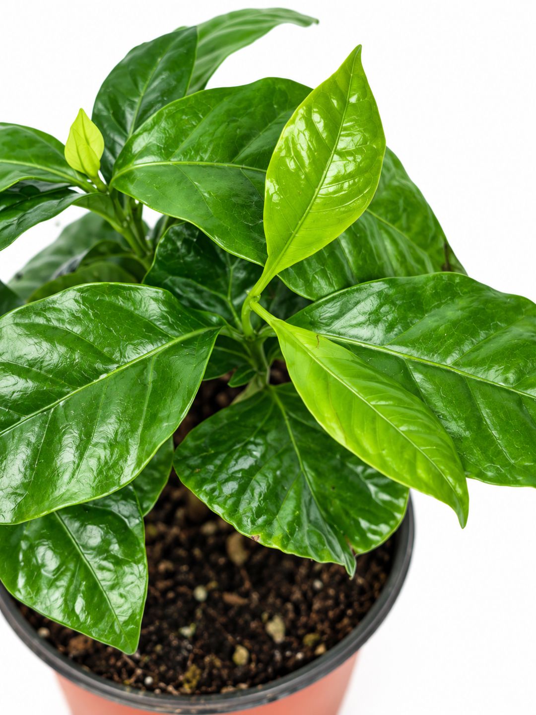 Coffee plant in 9cm pot, detail view