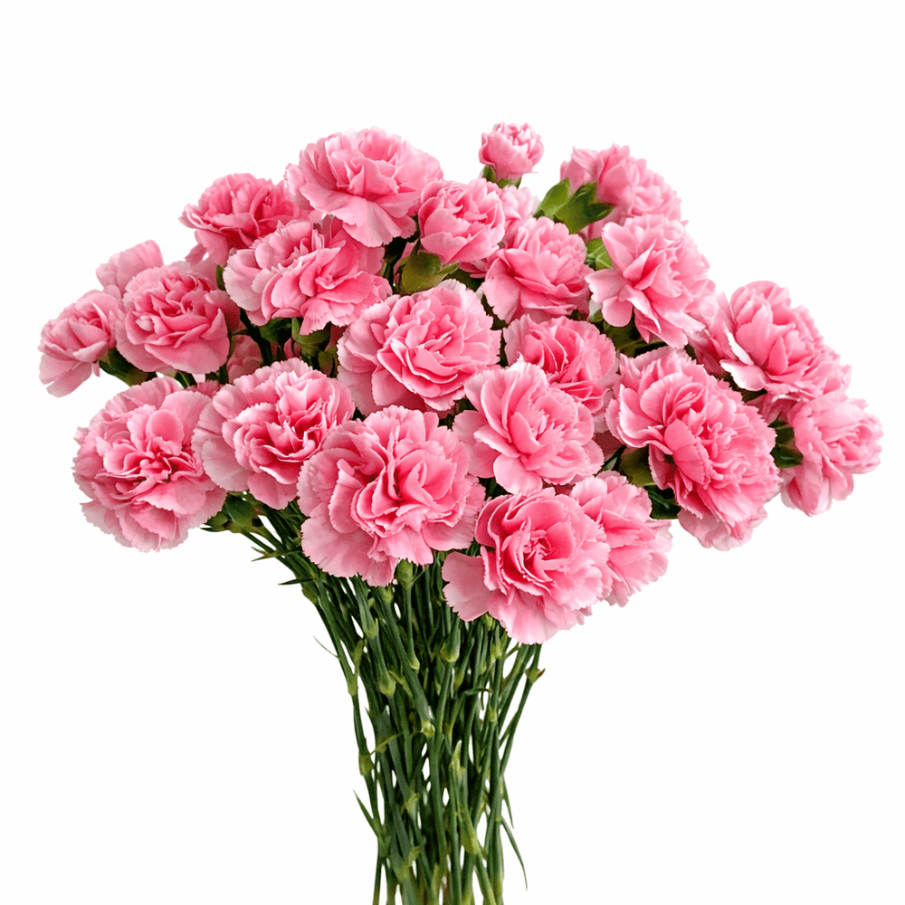 Mother's Day Carnation - Cotton Candy (18-20 Stems)